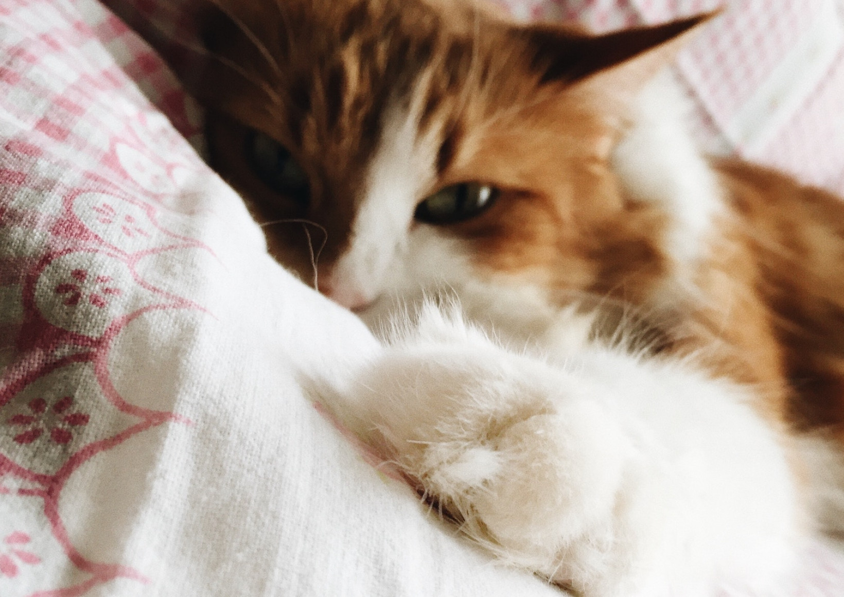 Kat blijft liefst thuis tijdens vakantie