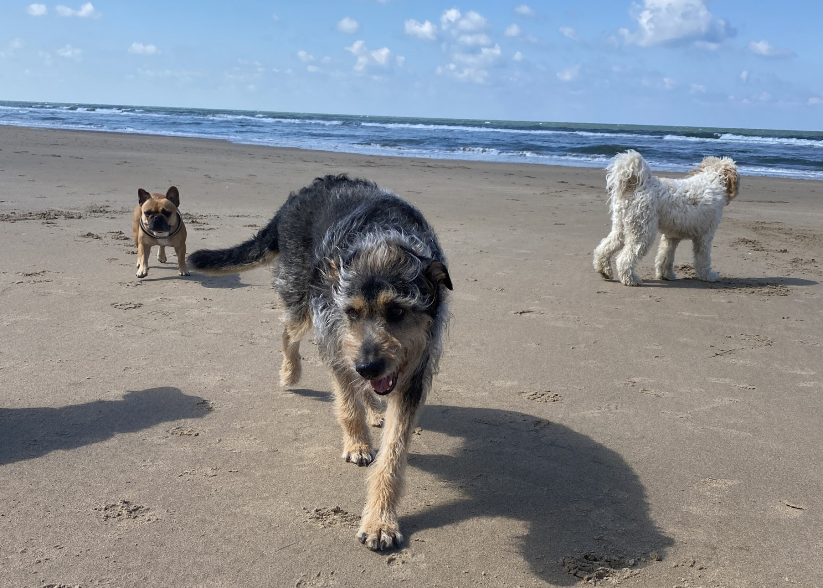 Honden op het strand uit de roedel van cees en co