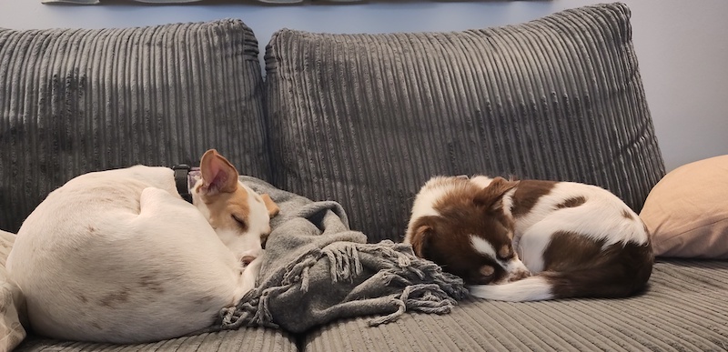 Twee hondjes op de bank