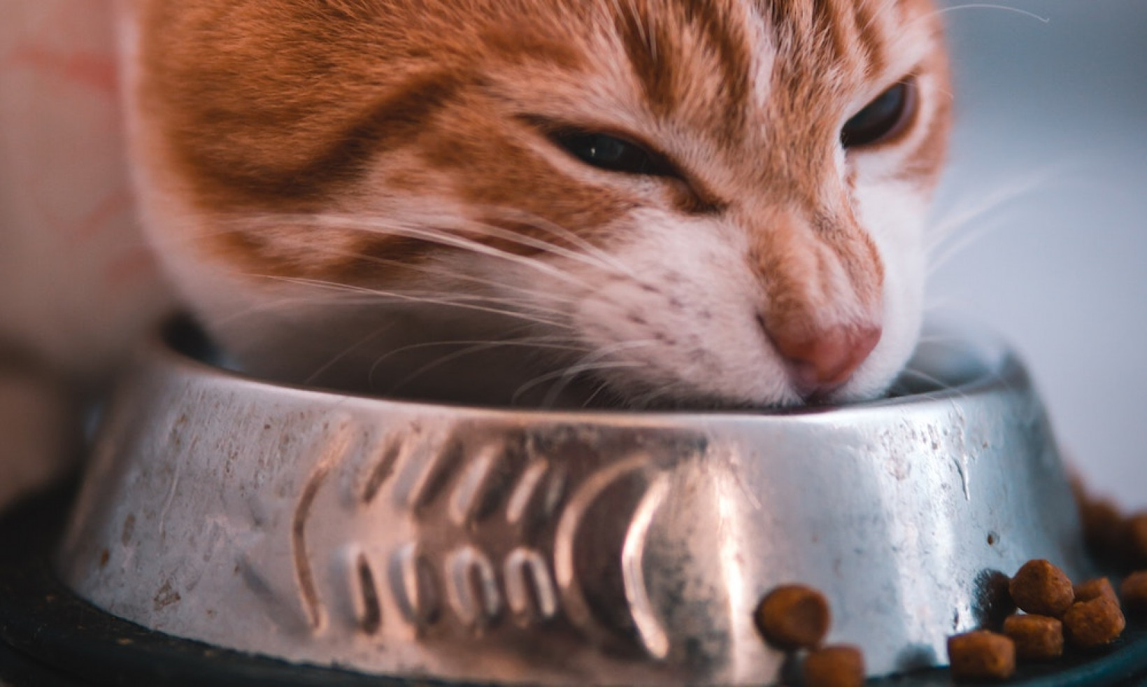 Kat eet niet