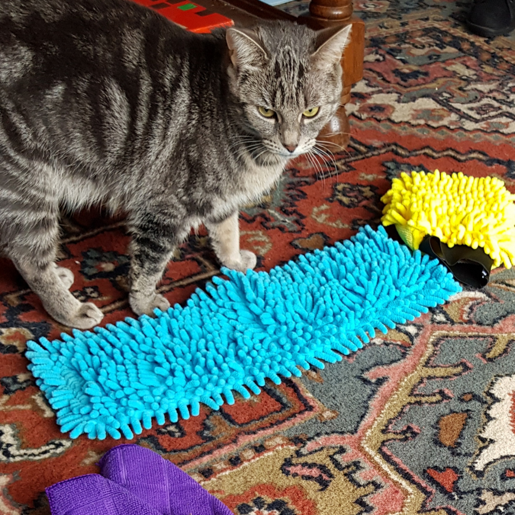 Maatjes door hersenwerk met je kat