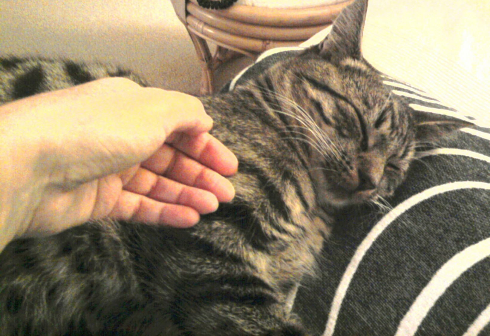 TTouch bij katten