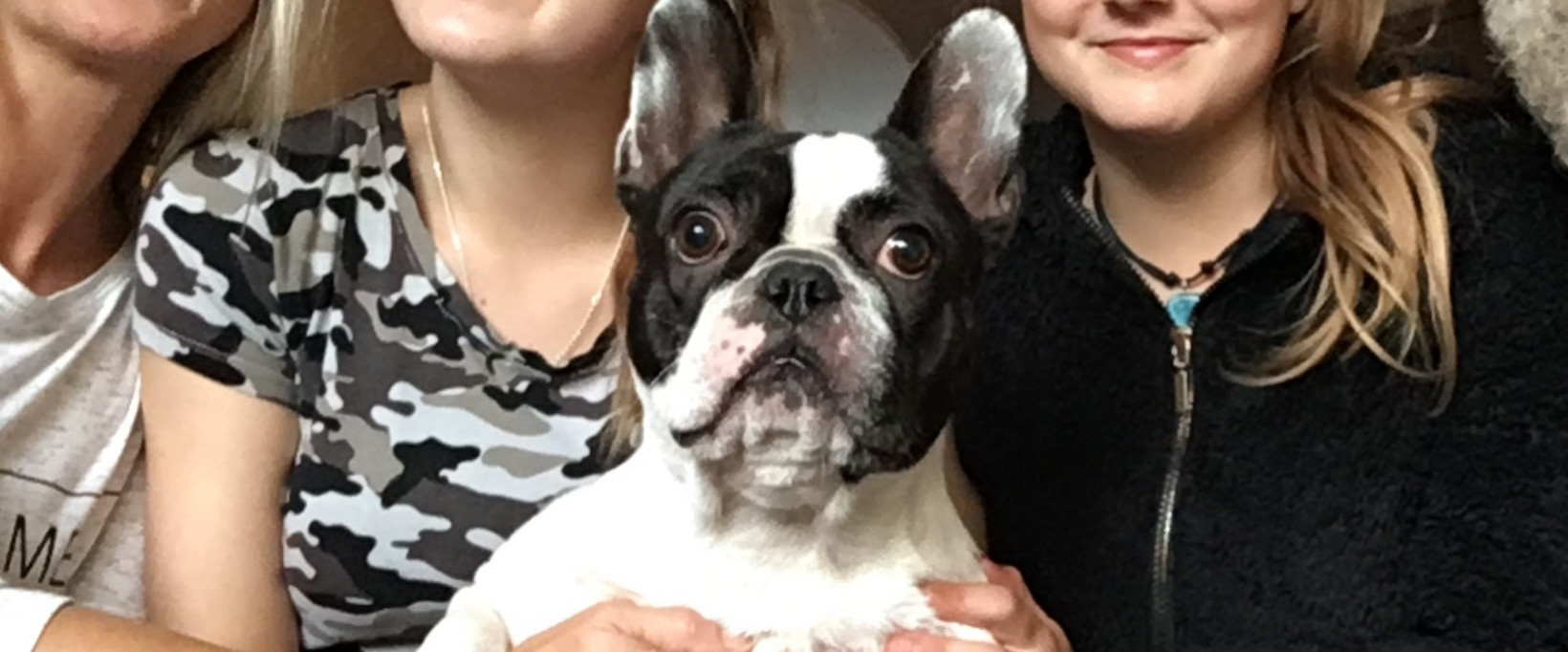 Herplaatser franse bulldog